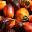 palm kernel